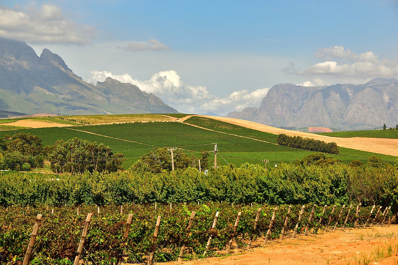 Vineyards near Stellenbosch