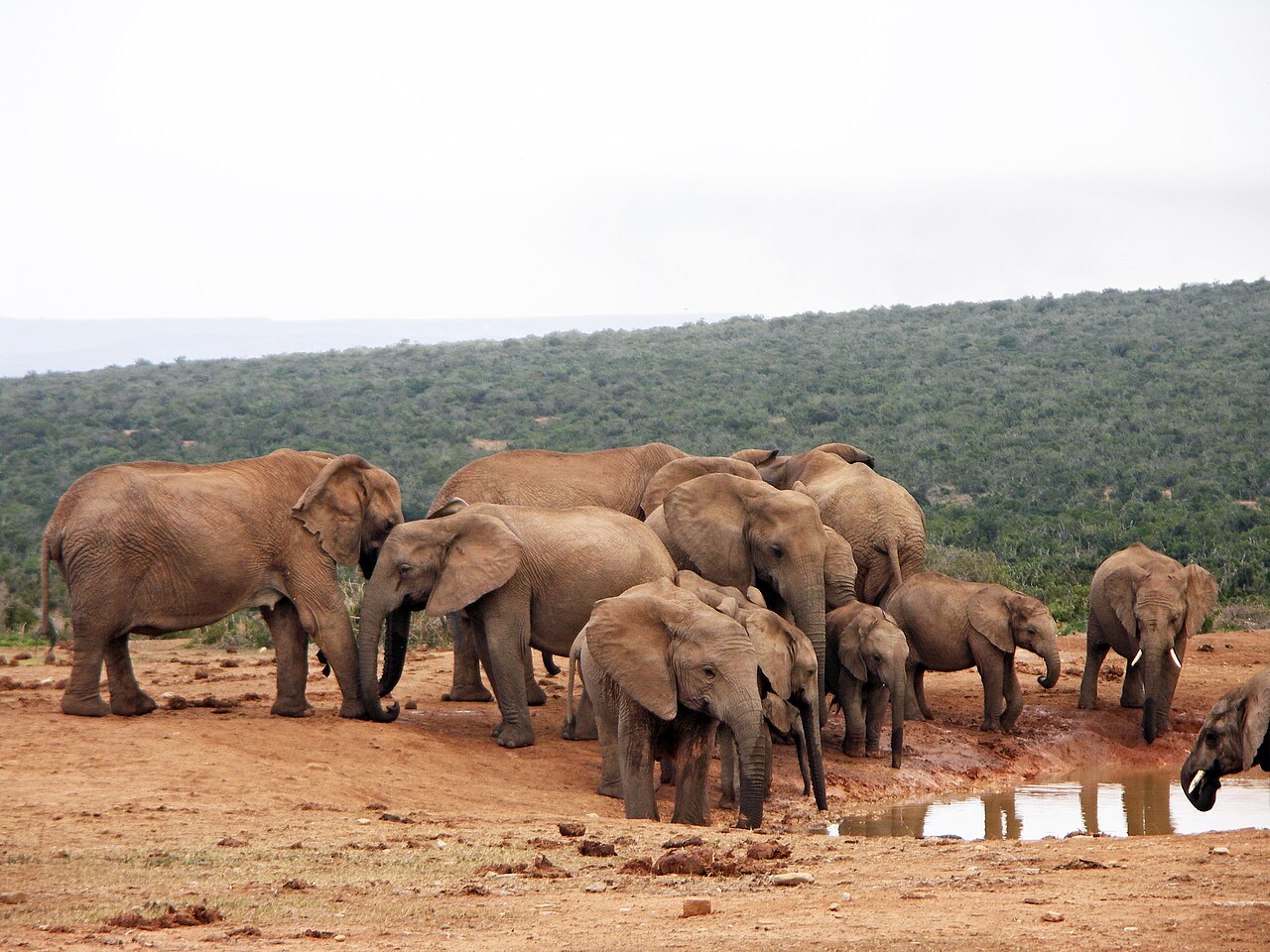 Elephants at Addo Elephant National Park