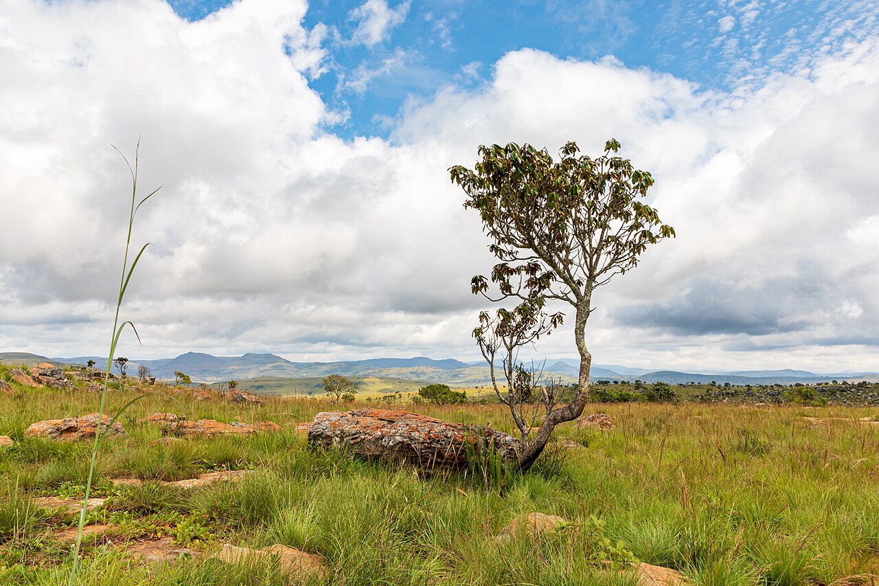 Tree and landscape near Lowveld View in the Blyde River Canyon Nature Reserve Tree and landscape near Lowveld View in the Blyde River Canyon Nature Reserve