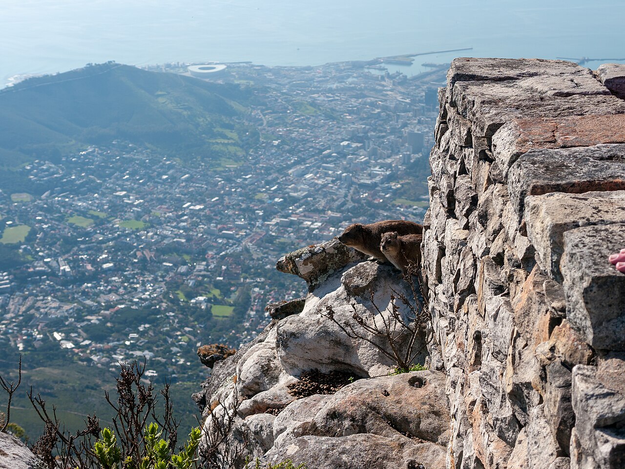 Rock hyraxes on Table Mountain