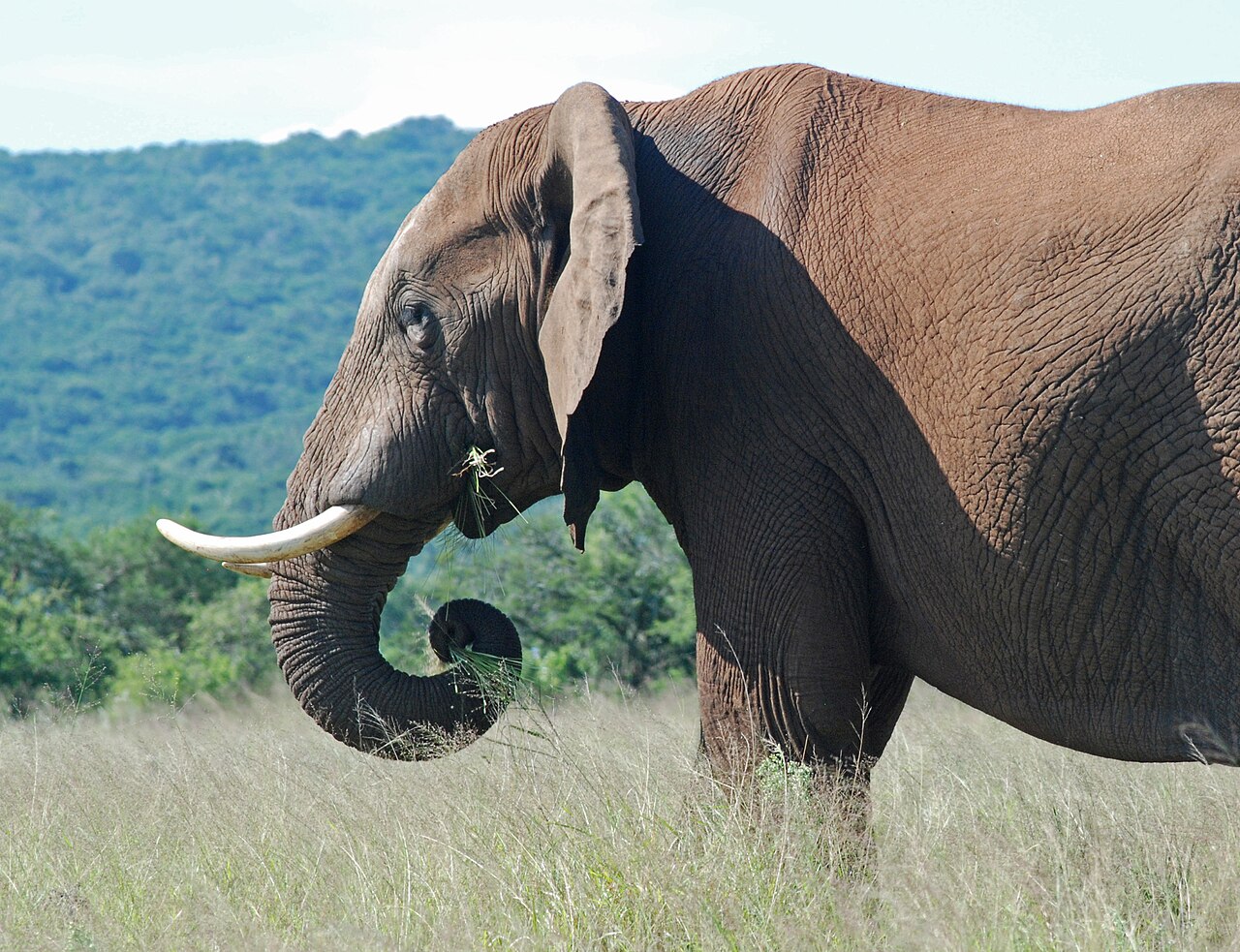 Elephant in Addo Elephant National Park