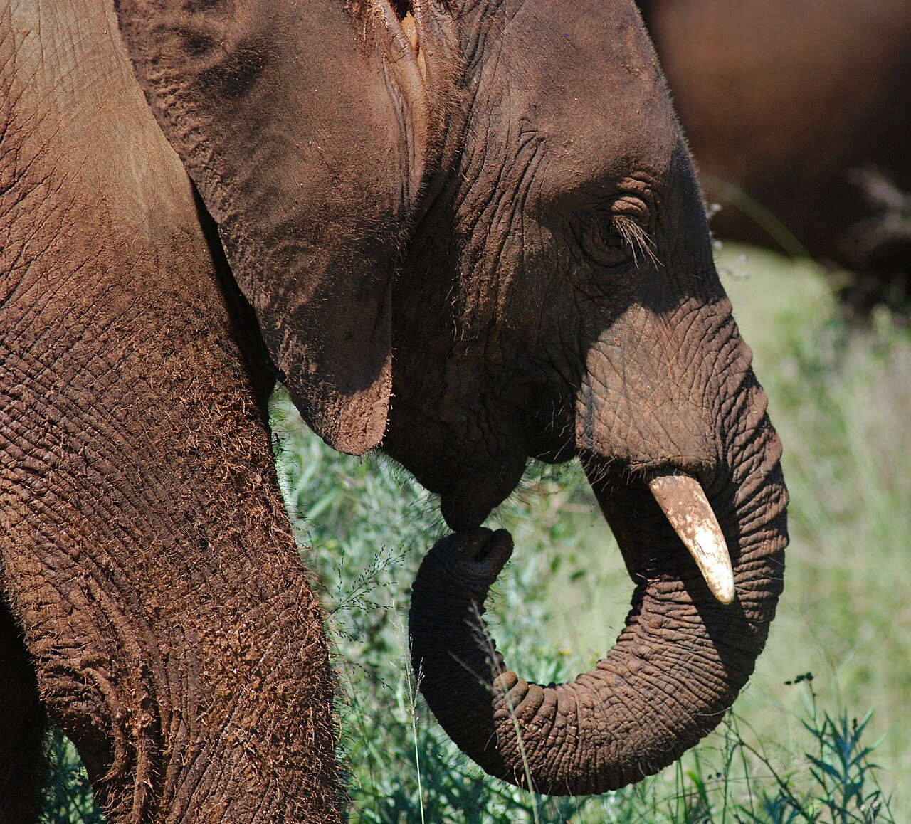Young elephant in Addo Elephant National Park