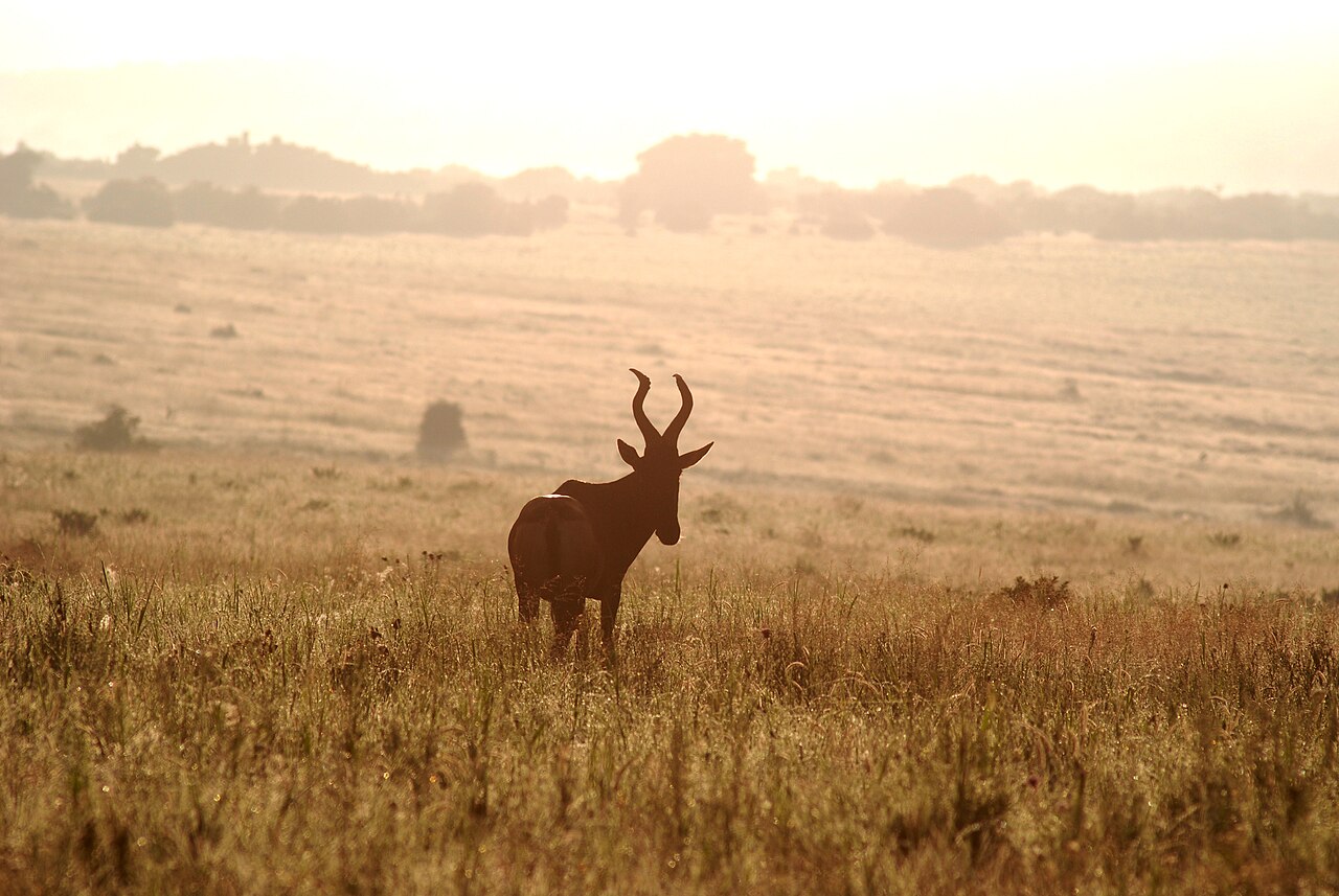 Hartebeest in morning mist in Addo Elephant National Park