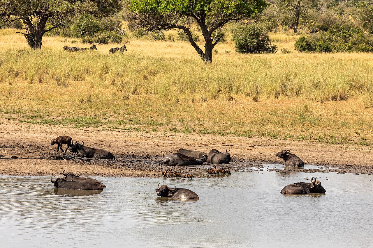 African buffalo in Kruger National Park