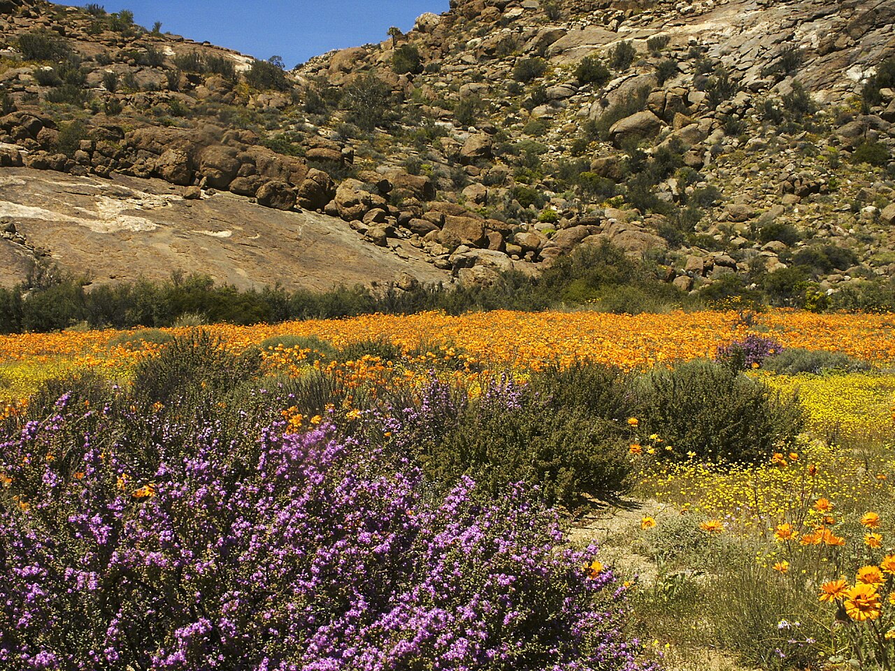 Spring flowers in Goegap Nature Reserve in Namaqualand Spring flowers in Goegap Nature Reserve in Namaqualand
