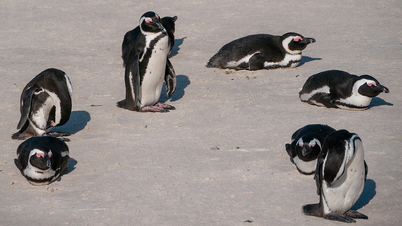 African penguins at Boulders Beach African penguins at Boulders Beach