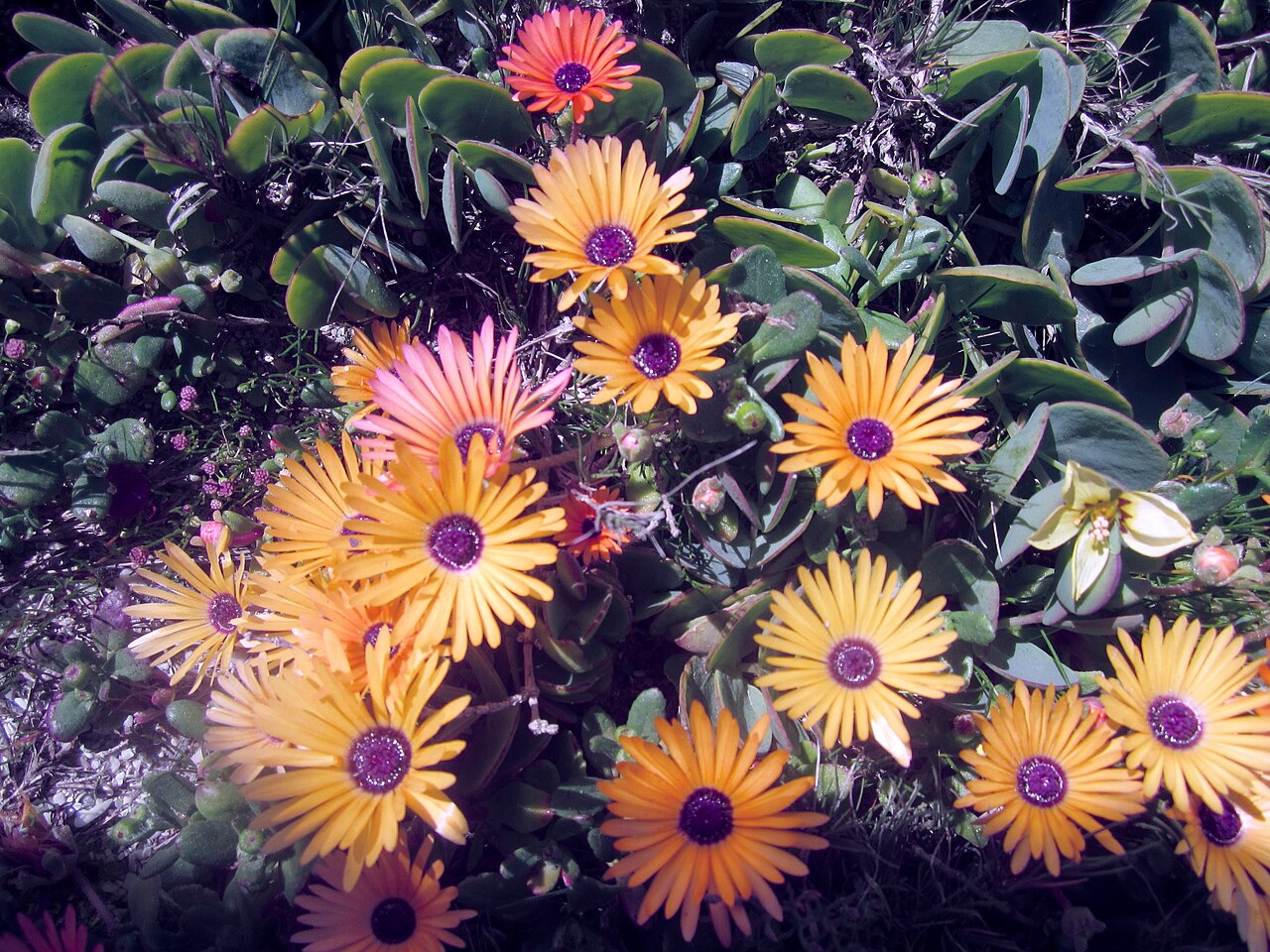 Spring flowers in the Postberg section of West Coast National Park
