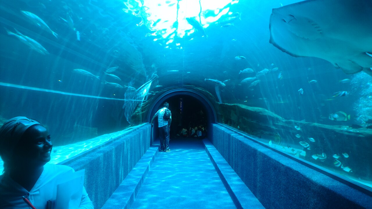 Visitors in the aquarium tunnel at Two Oceans Aquarium Visitors in the aquarium tunnel at Two Oceans Aquarium