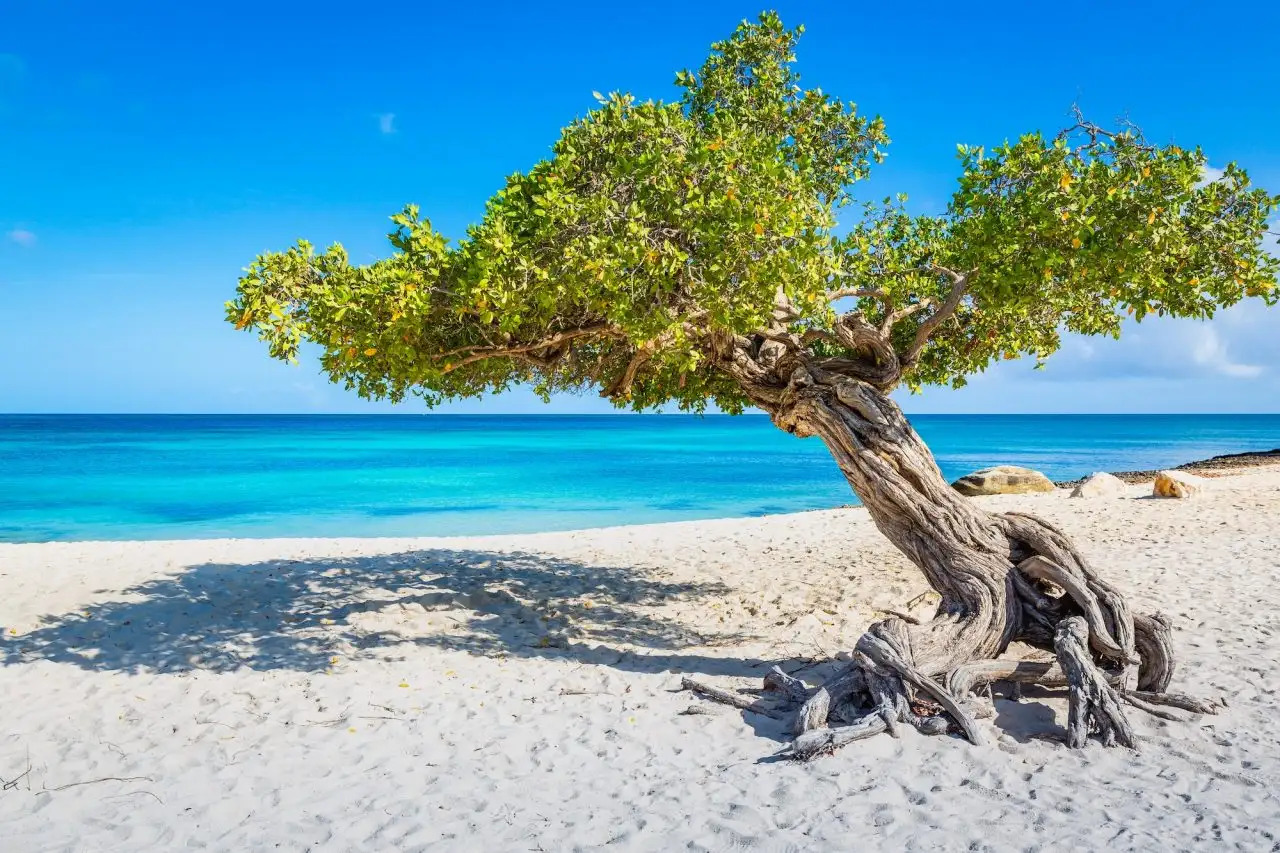 Divi-Divi tree on Aruba’s Eagle Beach with turquoise Caribbean waters and bright blue skies