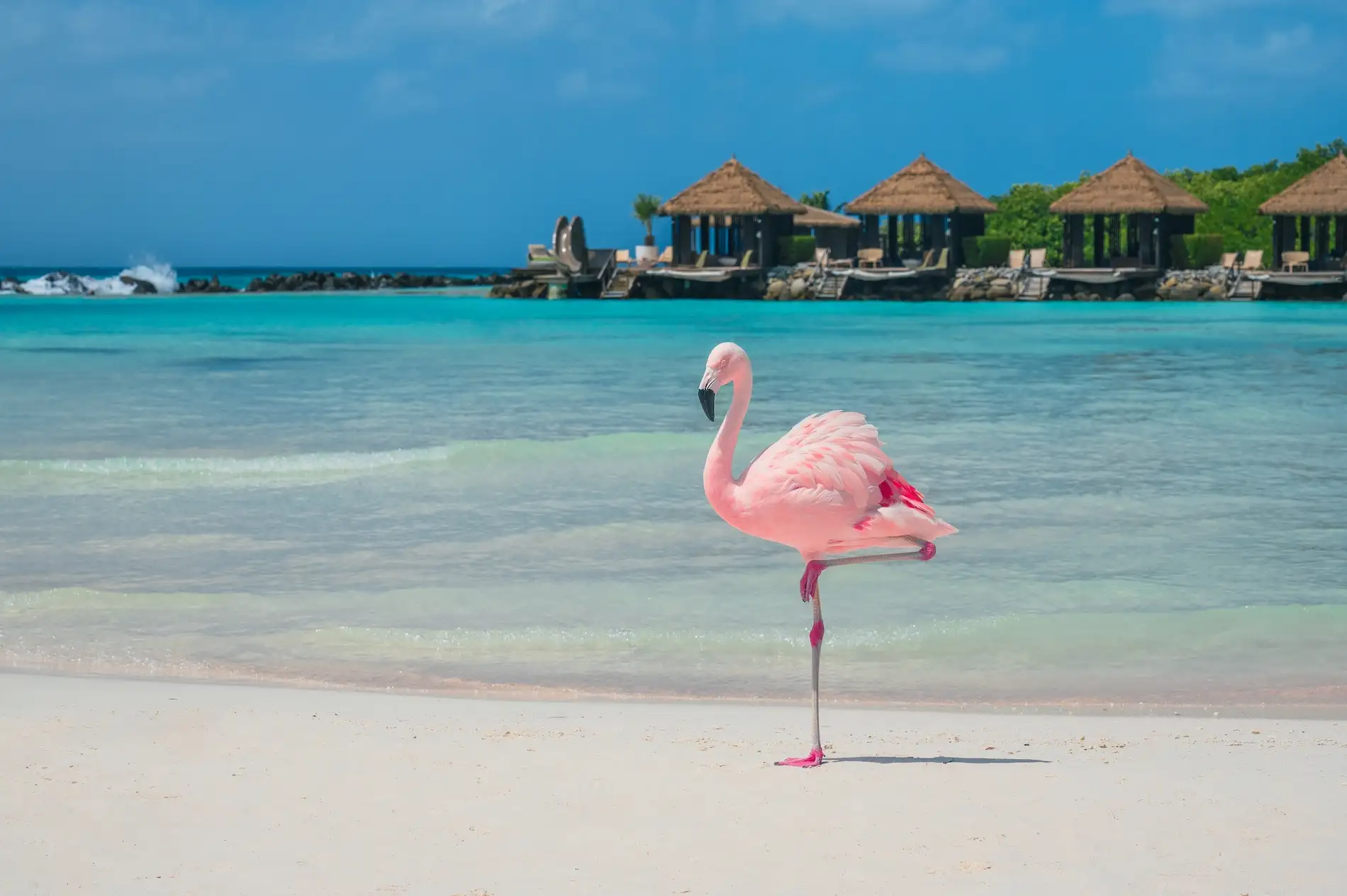 Pink flamingo walking along the shoreline of Renaissance Island’s Flamingo Beach in Aruba with turquoise water and overwater cabanas in the background