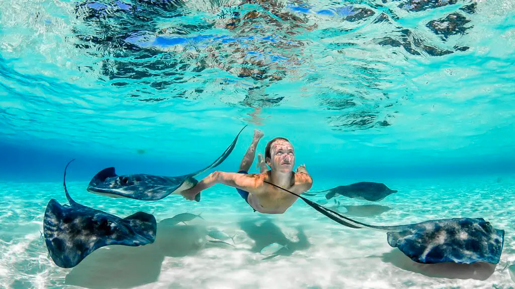 Things to Do in the Cayman Islands – Snorkeling, Wildlife Encounters & Island Experiences Swimming with stingrays in crystal-clear shallow waters at Stingray City in the Cayman Islands