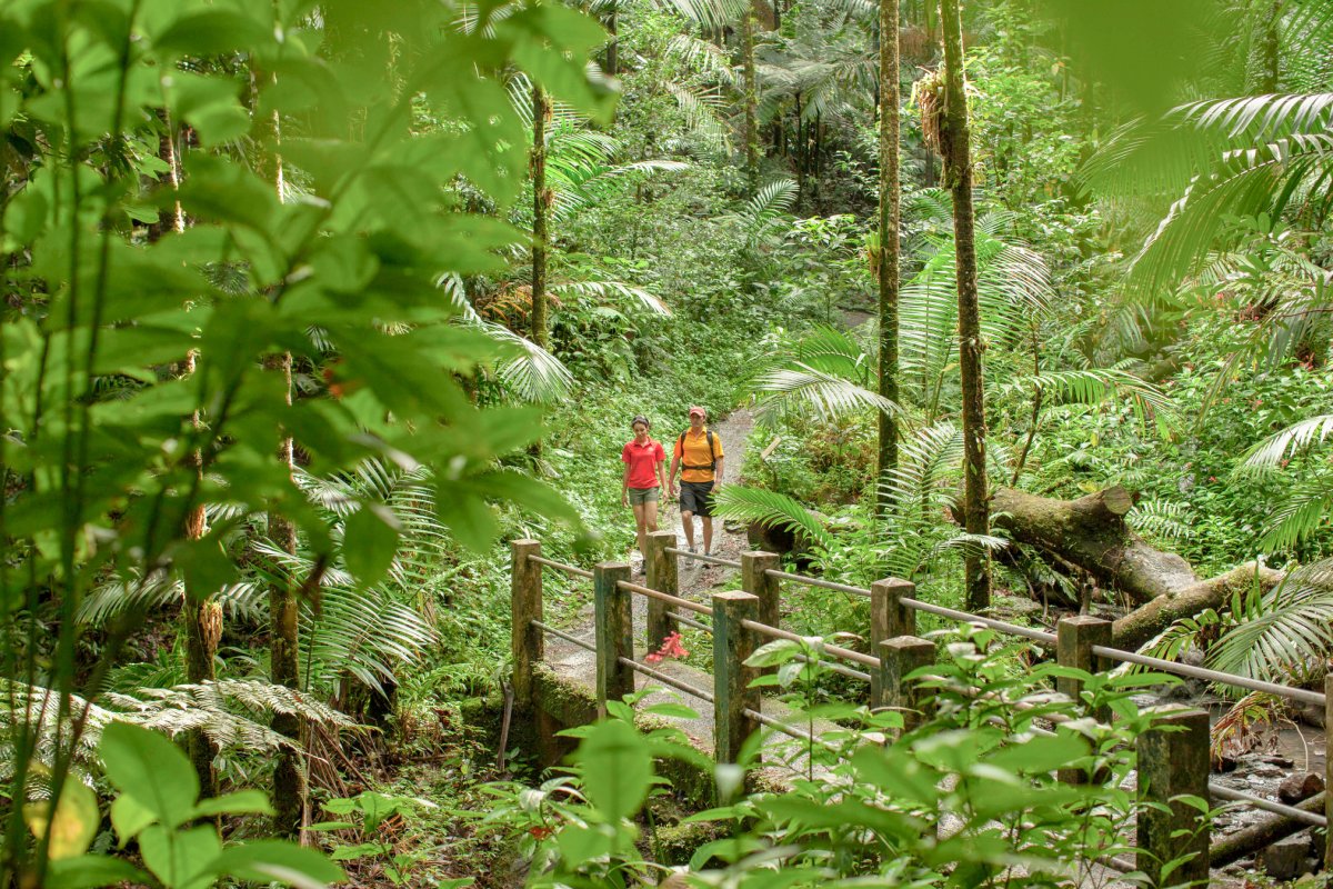Travelers walking on a forest trail in El Yunque National Forest, Puerto Rico, surrounded by dense tropical vegetation