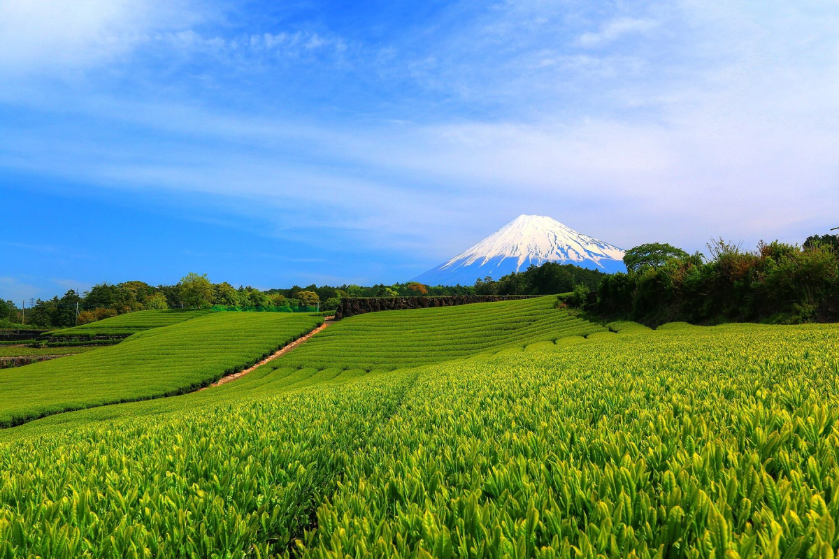 Tea-growing landscape in Shizuoka