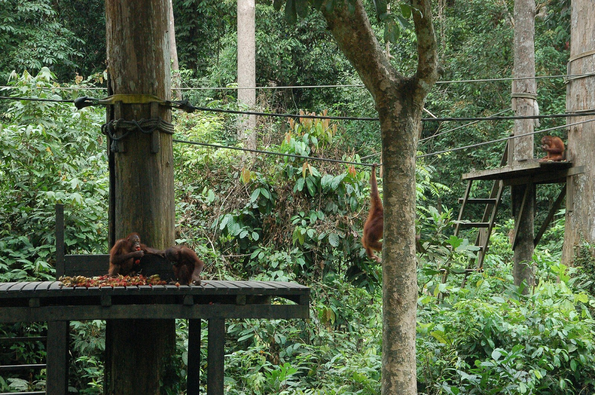 Orangutans at Sepilok Orangutan Rehabilitation Centre. Follow the centre’s visitor rules. Orangutans at Sepilok Orangutan Rehabilitation Centre. Follow the centre’s visitor rules.