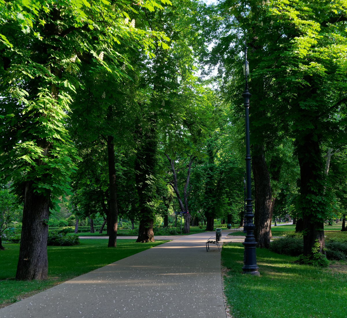 Paths and trees on Margaret Island in Budapest Paths and trees on Margaret Island in Budapest