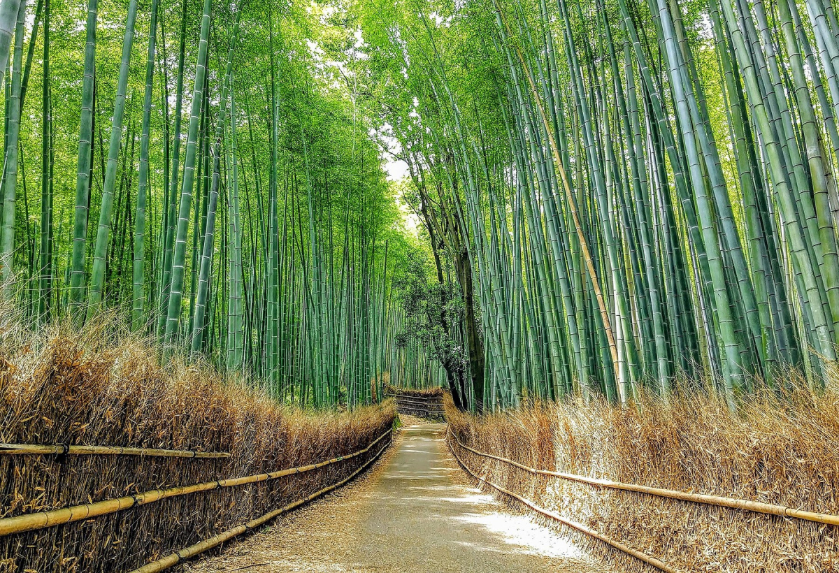 Bamboo grove paths in Arashiyama, Kyoto