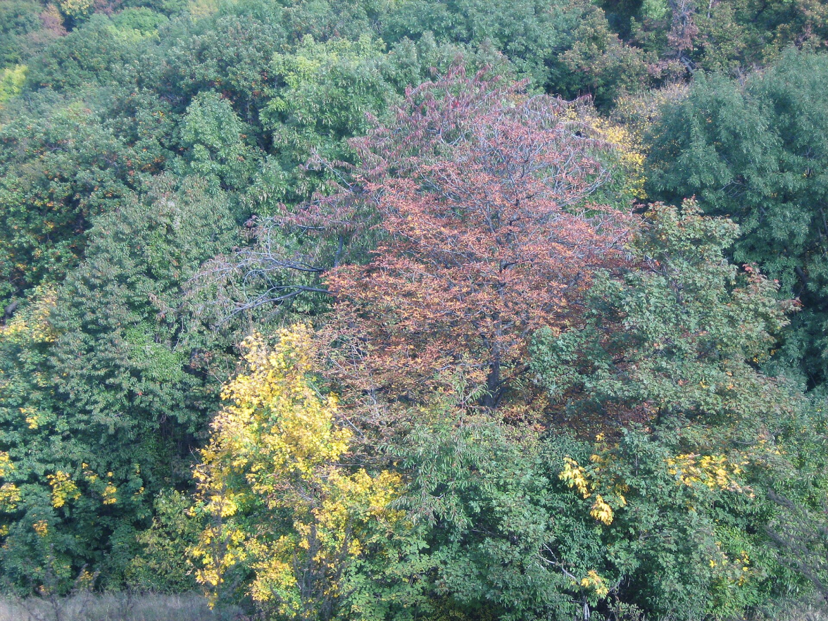 Autumn trees at Normafa in the Buda Hills