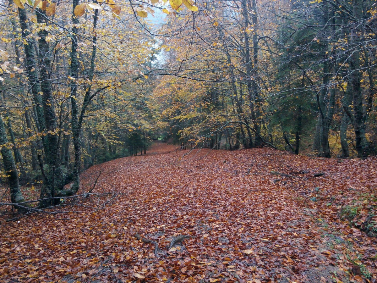 Autumn woodland at Abant in northwestern Türkiye Autumn woodland at Abant in northwestern Türkiye