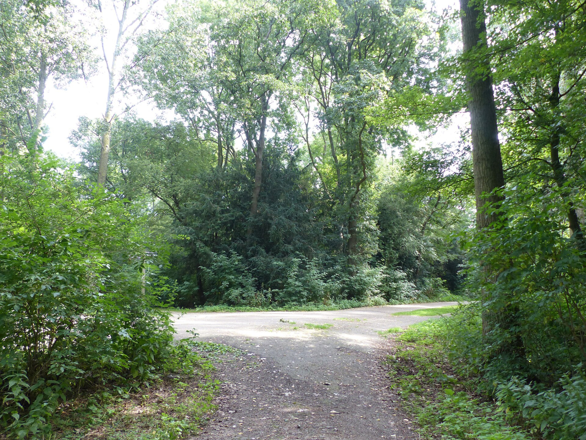 A green path in the Amsterdamse Bos.
