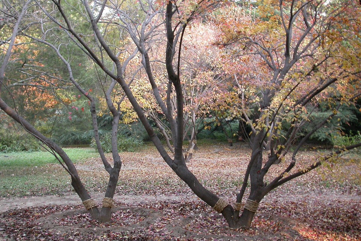Autumn foliage in a Shanghai park