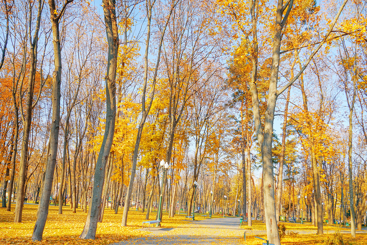 Autumn in Ukrainian park