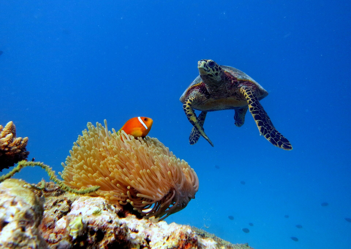 A hawksbill turtle and a clownfish among anemones in Baa Atoll