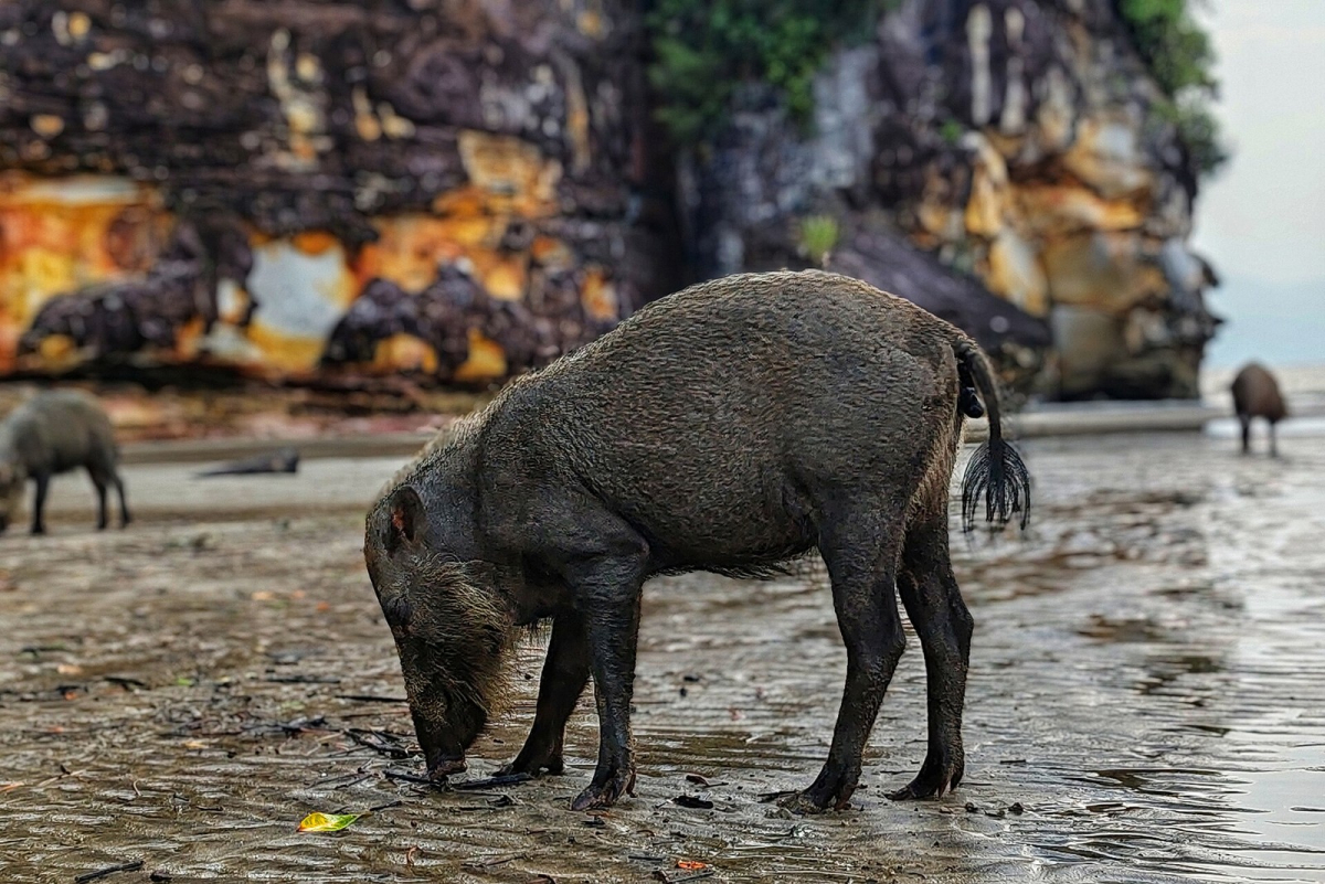 A bearded pig at Bako National Park. Keep distance and do not feed wildlife. A bearded pig at Bako National Park. Keep distance and do not feed wildlife.