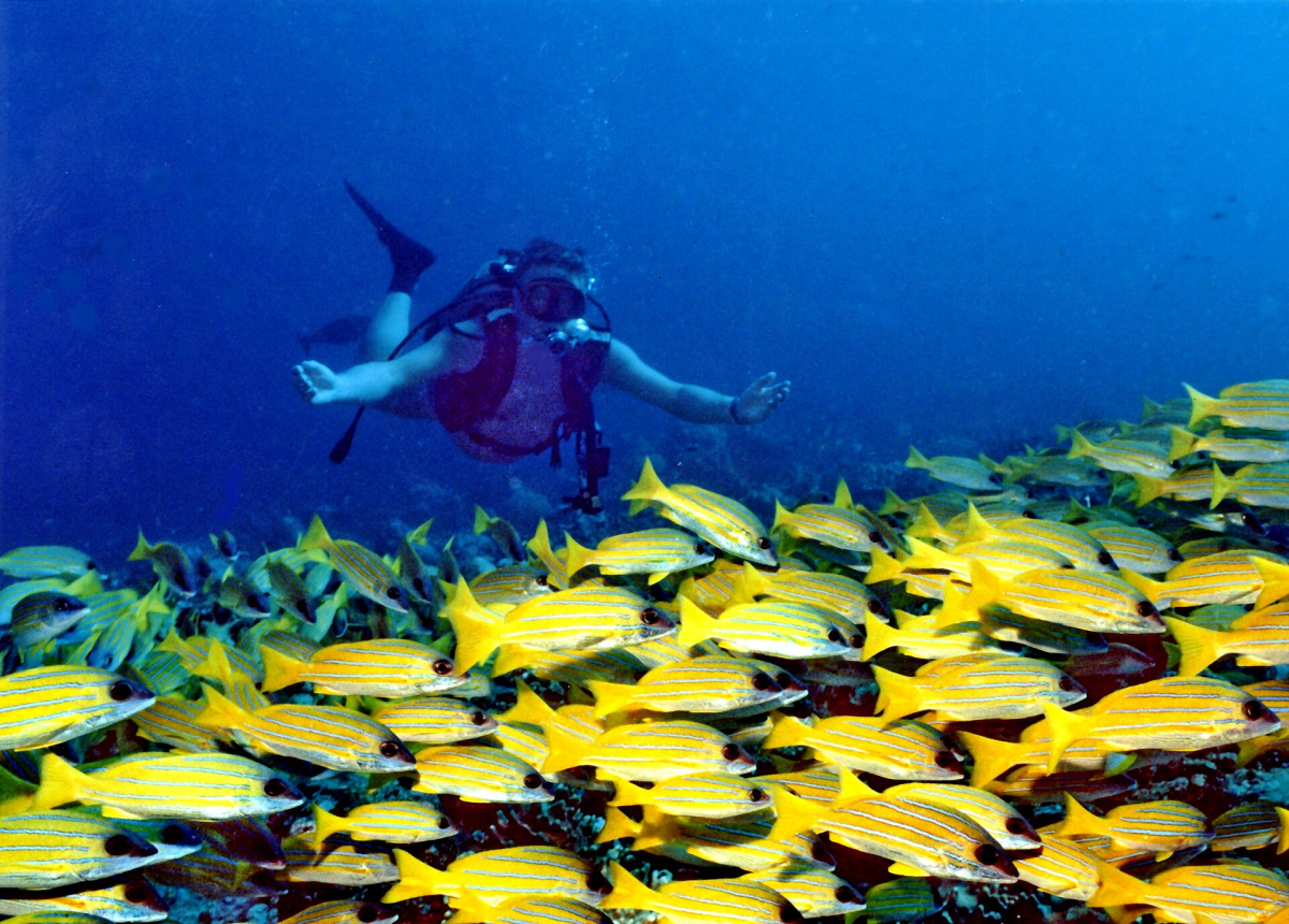 A school of fish at Banana Reef in the Maldives A school of fish at Banana Reef in the Maldives