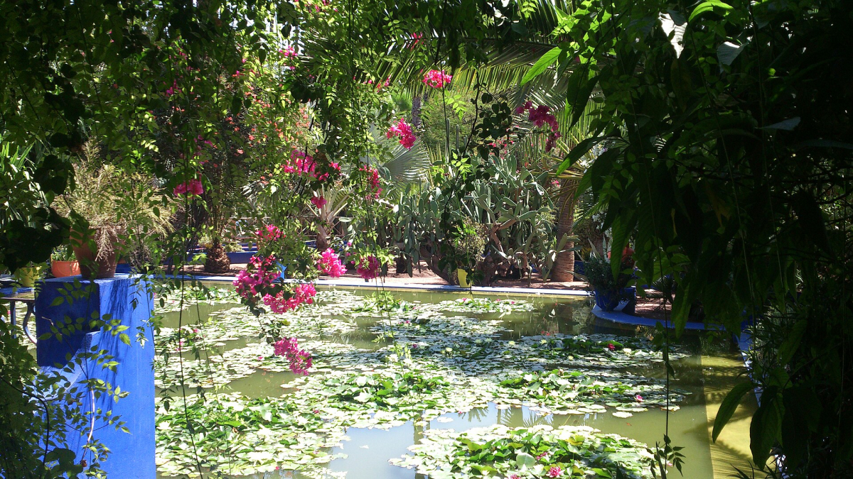 A lily pond and blue plant pots at Jardin Majorelle, Marrakech, photographed in 2013 A lily pond and blue plant pots at Jardin Majorelle, Marrakech, photographed in 2013