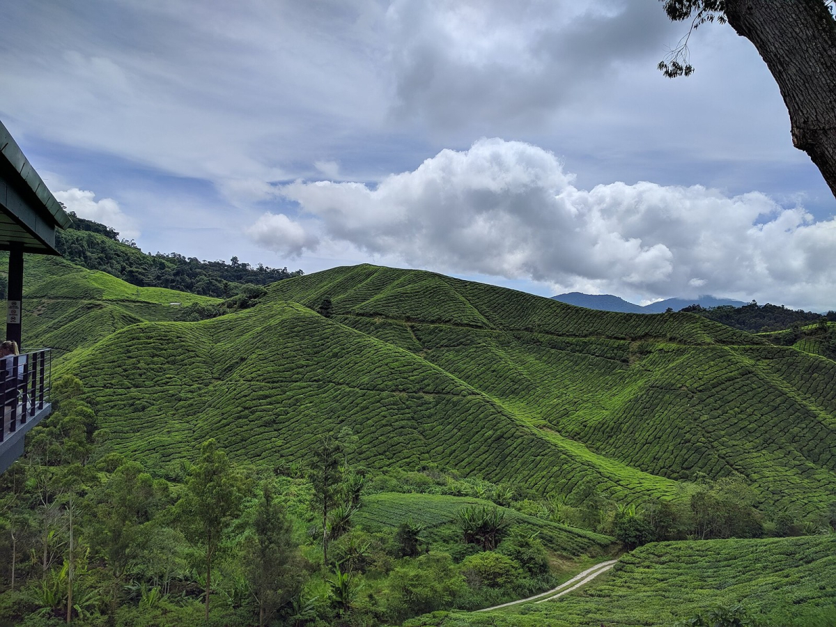 Tea-covered hills in the Cameron Highlands. Tea-covered hills in the Cameron Highlands.