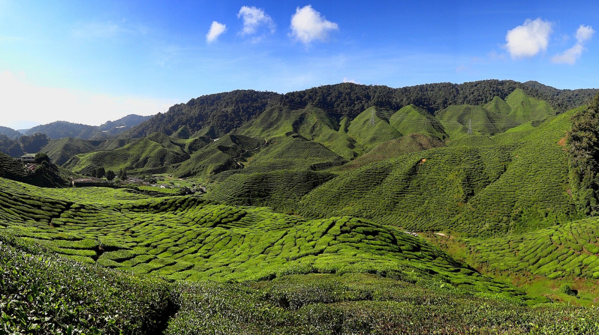 A Cameron Highlands tea plantation photographed in 2012; check current visitor access.