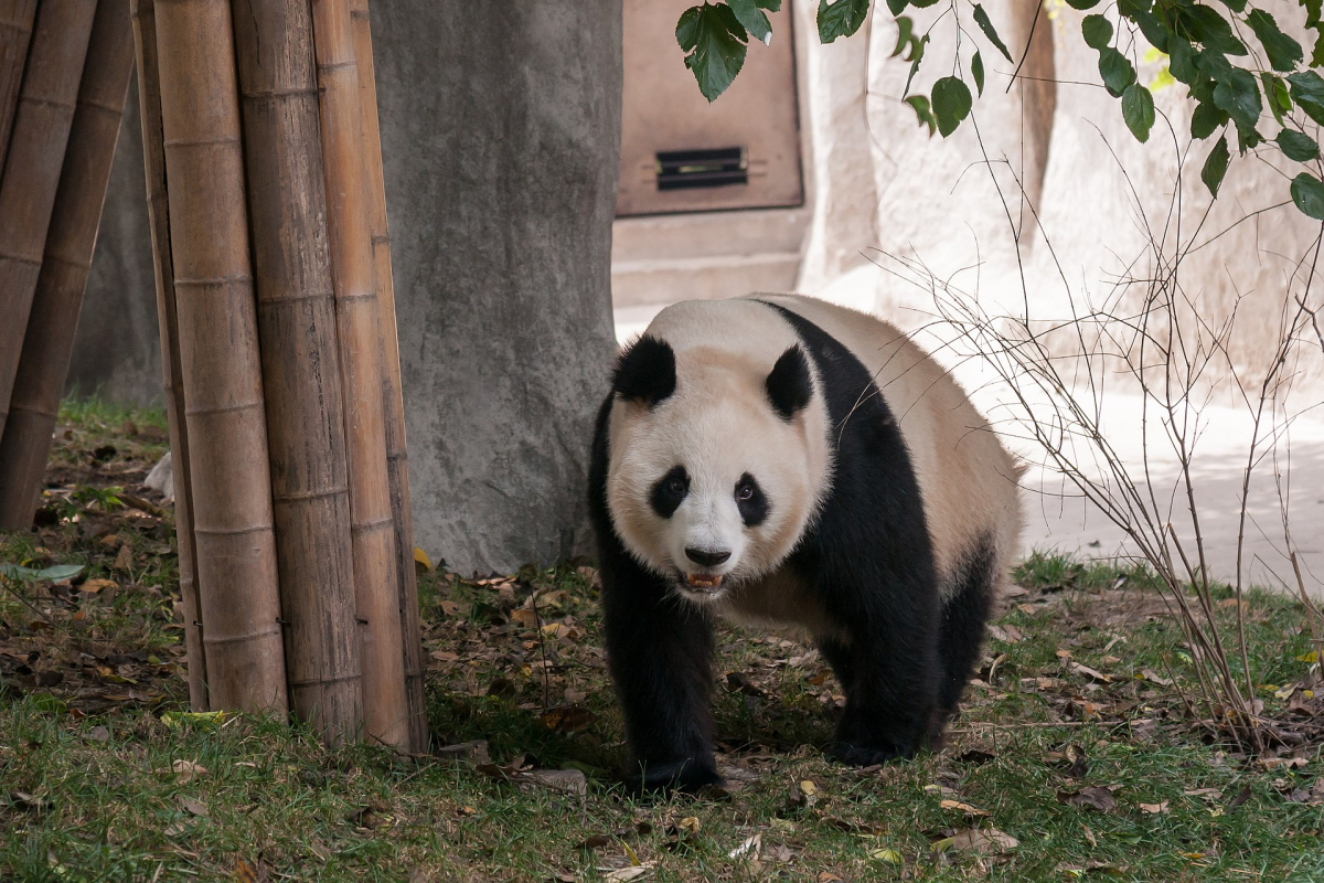 A giant panda in a managed setting A giant panda in a managed setting