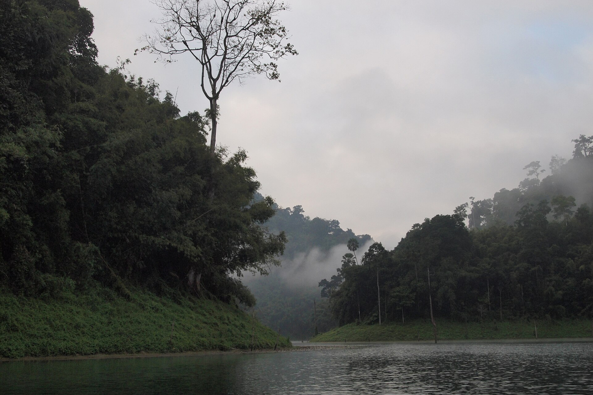 Rainforest at Cheow Lan Lake