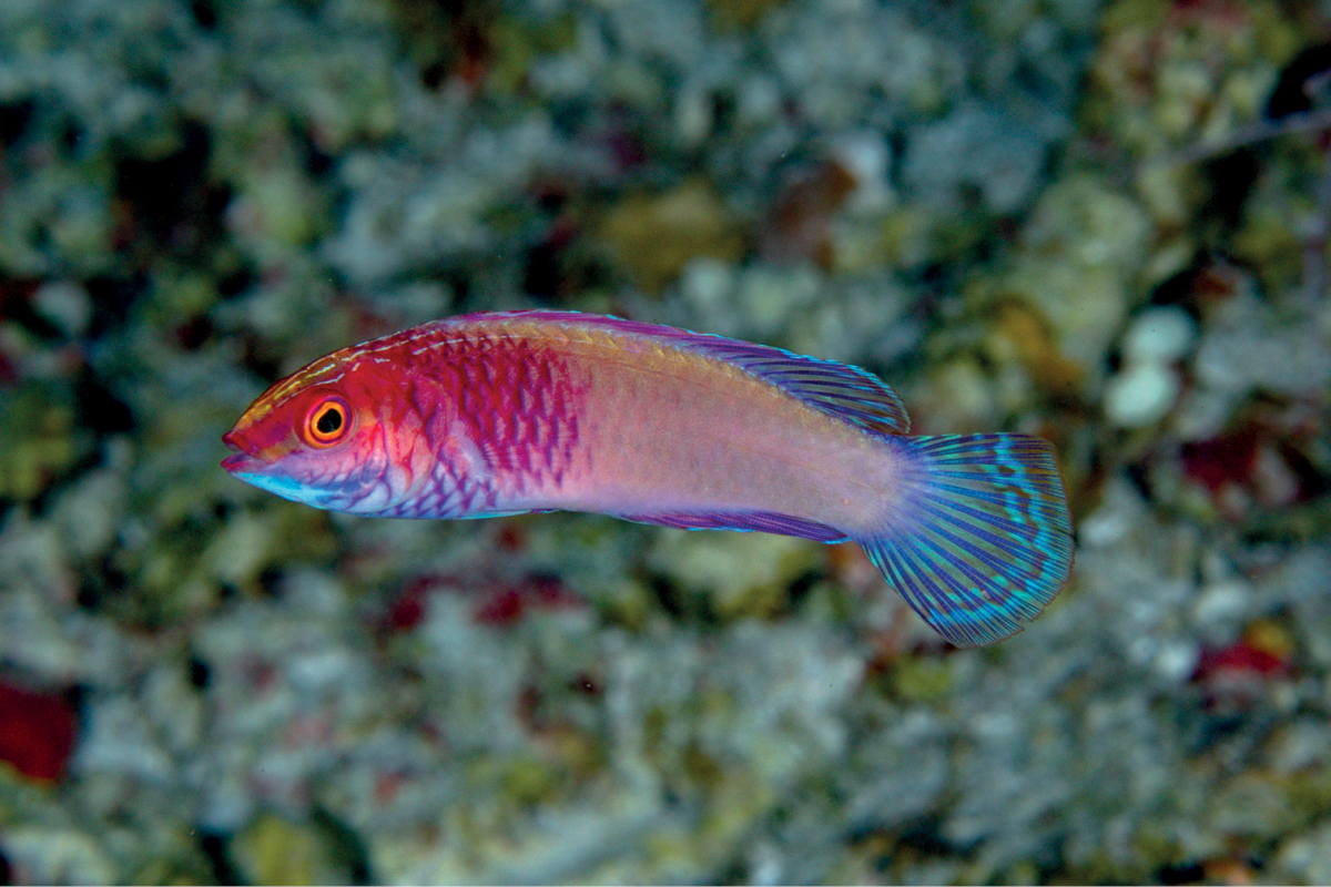A rose-veiled fairy wrasse photographed in Rasdhoo Atoll A rose-veiled fairy wrasse photographed in Rasdhoo Atoll