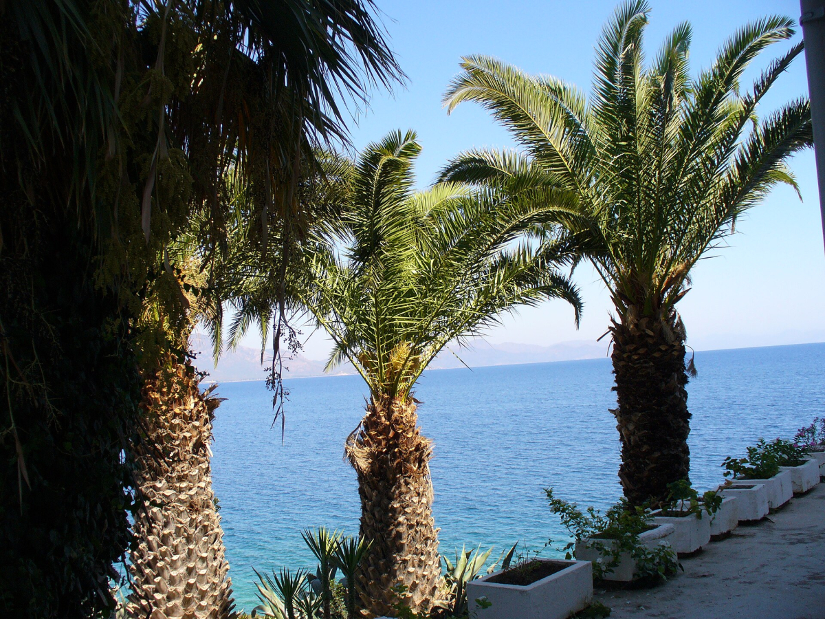 Palm trees and the Datça waterfront Palm trees and the Datça waterfront