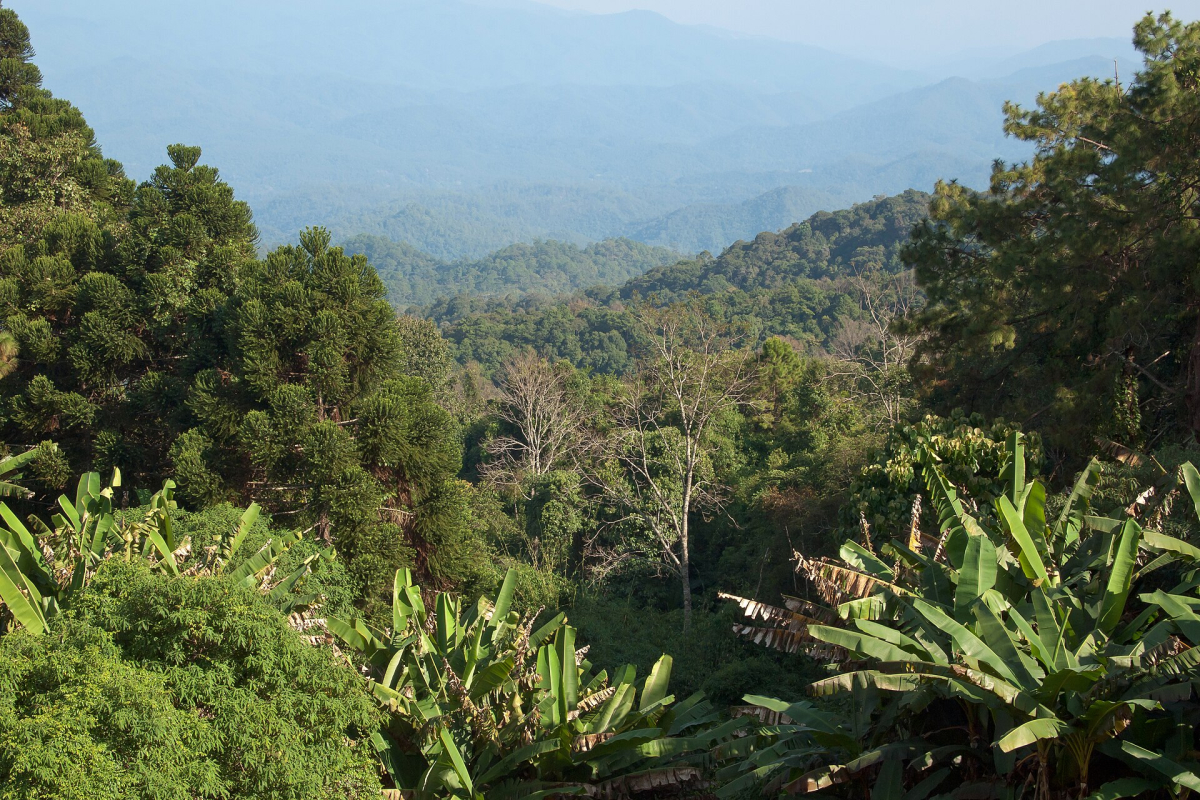 Doi Pui mountain landscape near Chiang Mai