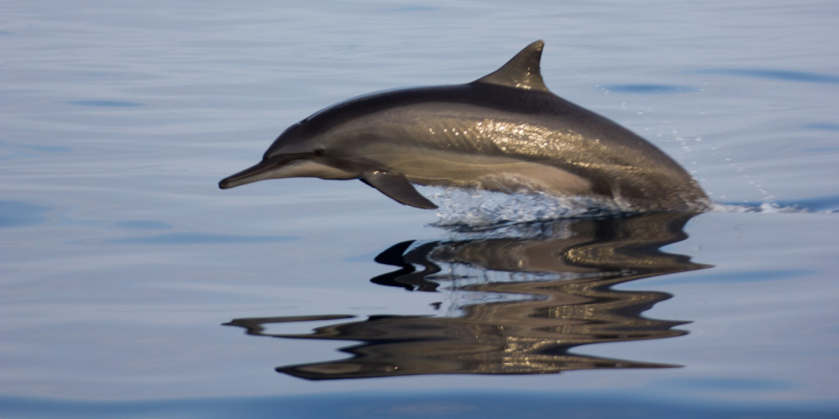 A dolphin at sea in the Maldives A dolphin at sea in the Maldives