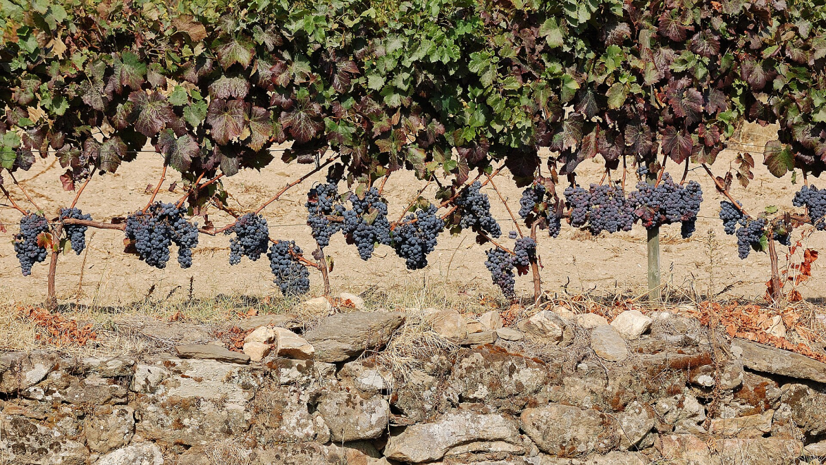 Ripe wine grapes on vines in the Douro