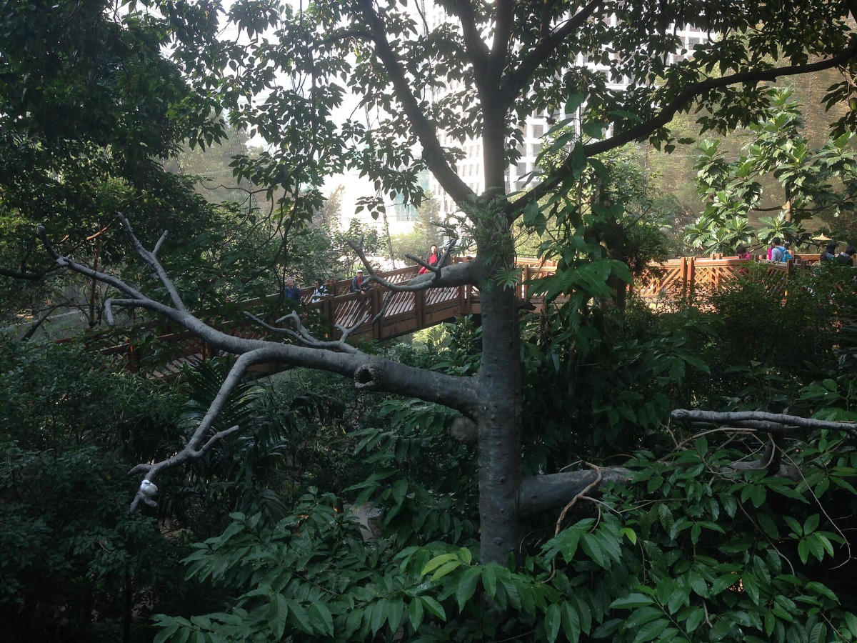 Elevated walkway and planting inside Edward Youde Aviary in Hong Kong Park.