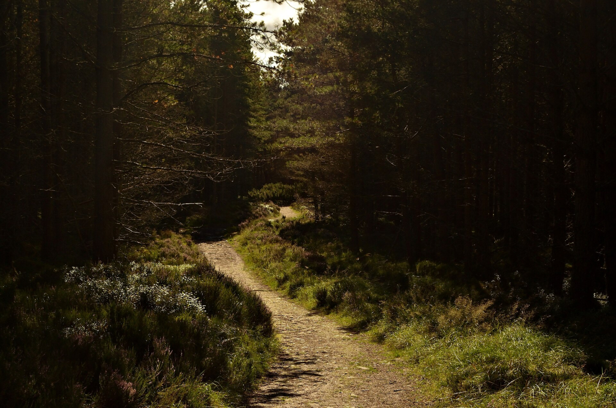A footpath through Inshriach Forest in the Cairngorms A footpath through Inshriach Forest in the Cairngorms