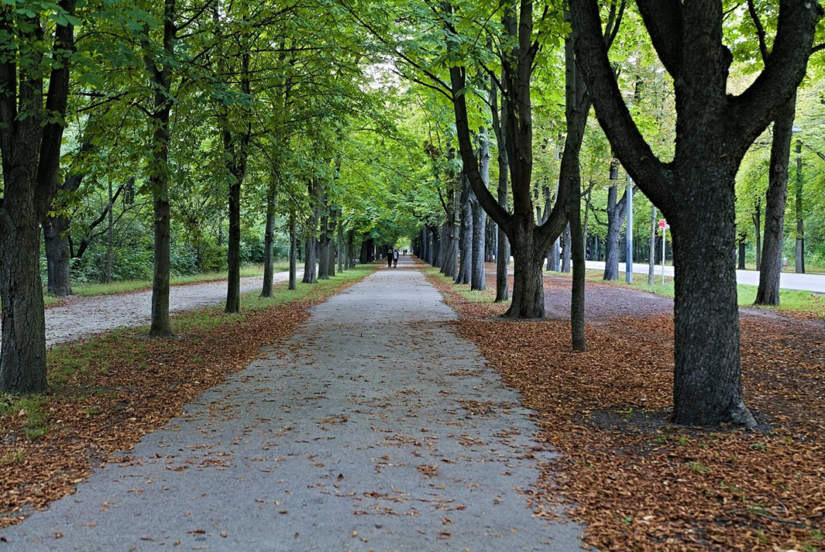 The tree-lined Hauptallee in the Green Prater The tree-lined Hauptallee in the Green Prater