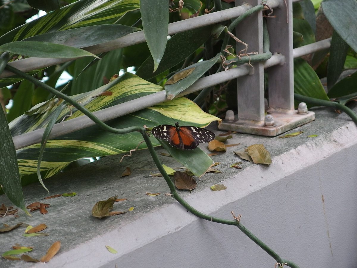A butterfly in the butterfly house at ARTIS.