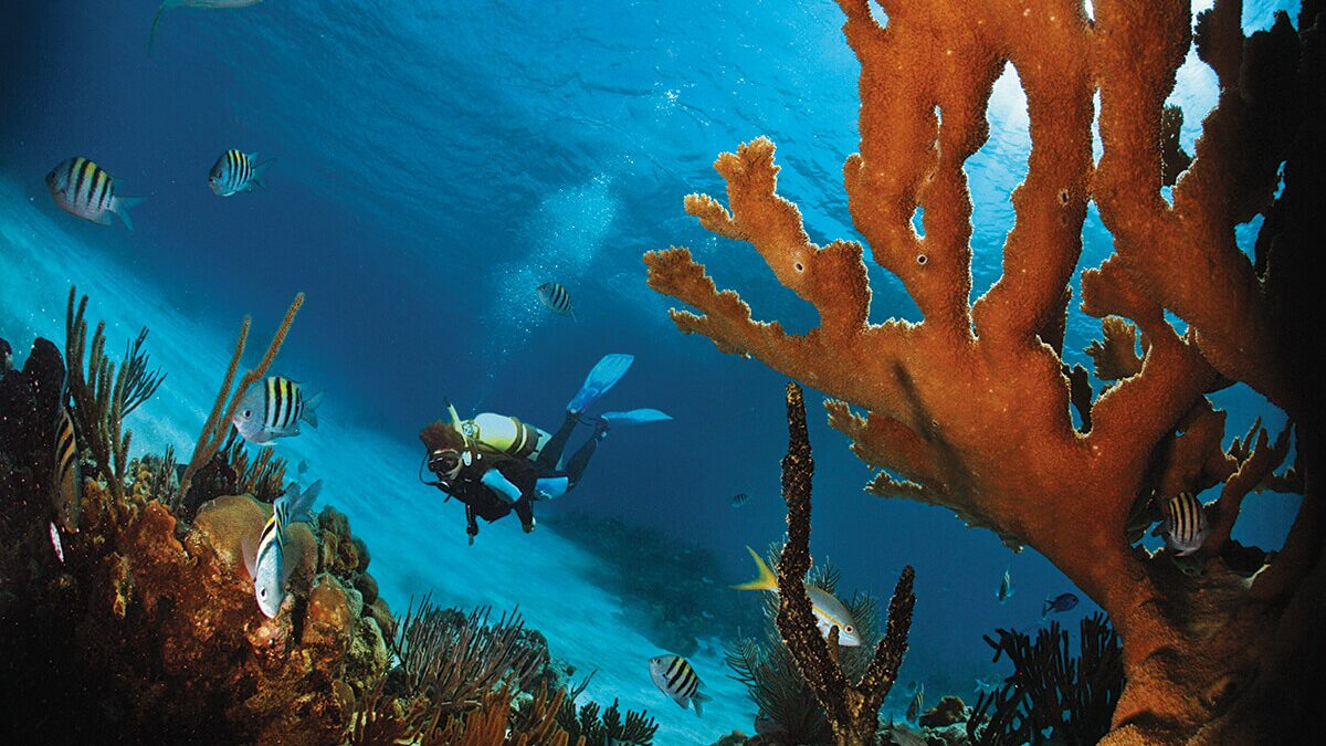 Scuba diver exploring coral reef in Jardines de la Reina Cuba