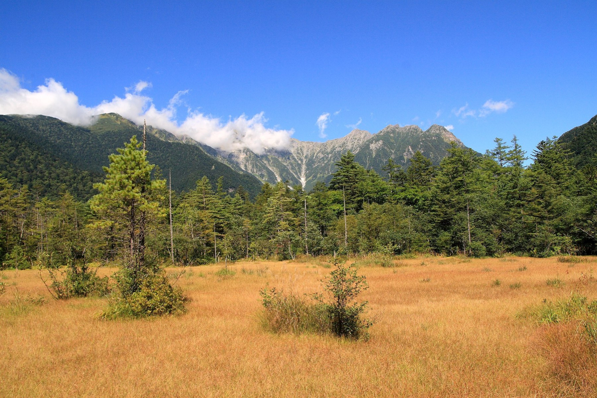 Wooded walking landscape in the Kamikochi area Wooded walking landscape in the Kamikochi area
