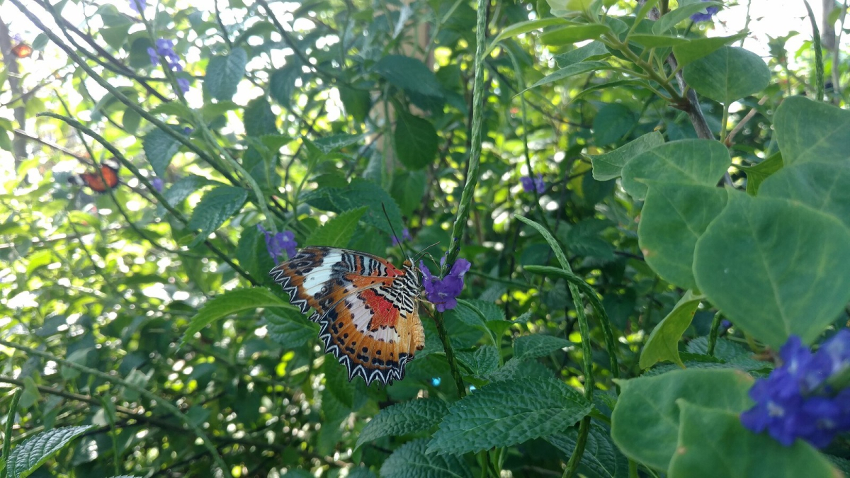 Kemenuh Butterfly Park in Bali. Kemenuh Butterfly Park in Bali