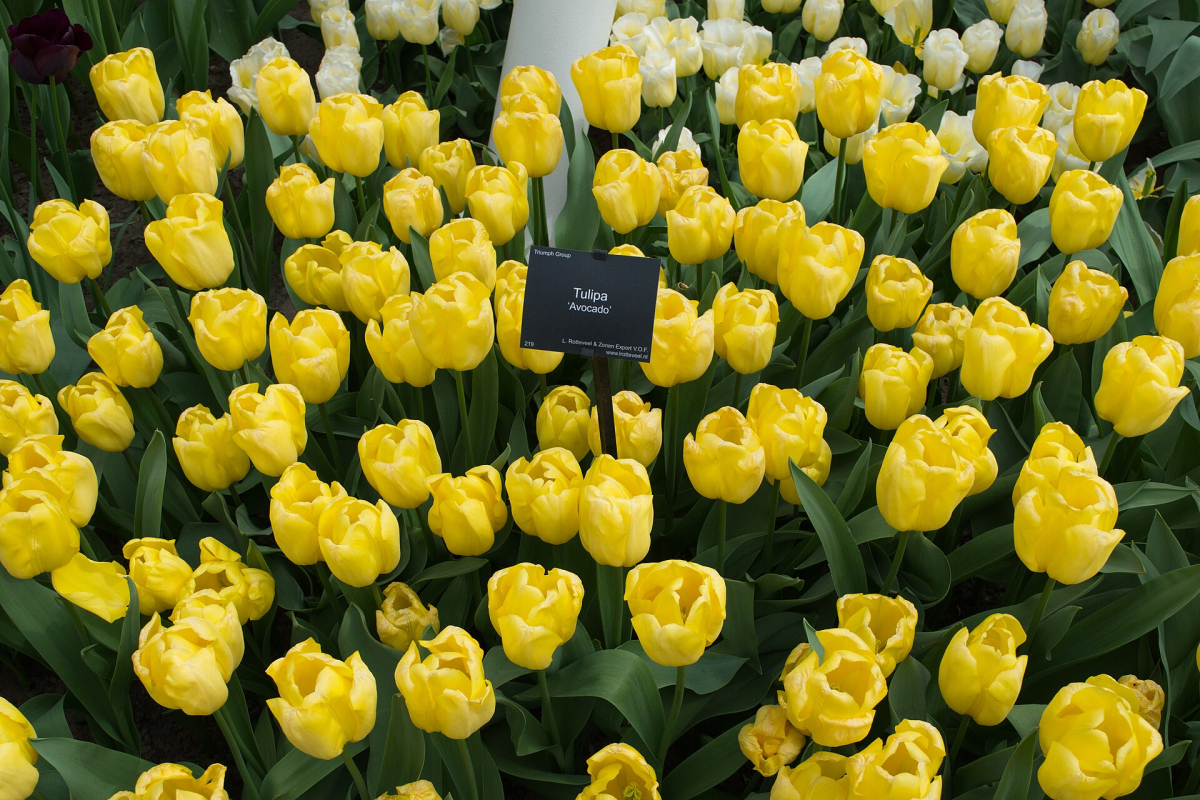 Tulips displayed at Keukenhof; flowering varies by season. Tulips displayed at Keukenhof; flowering varies by season.