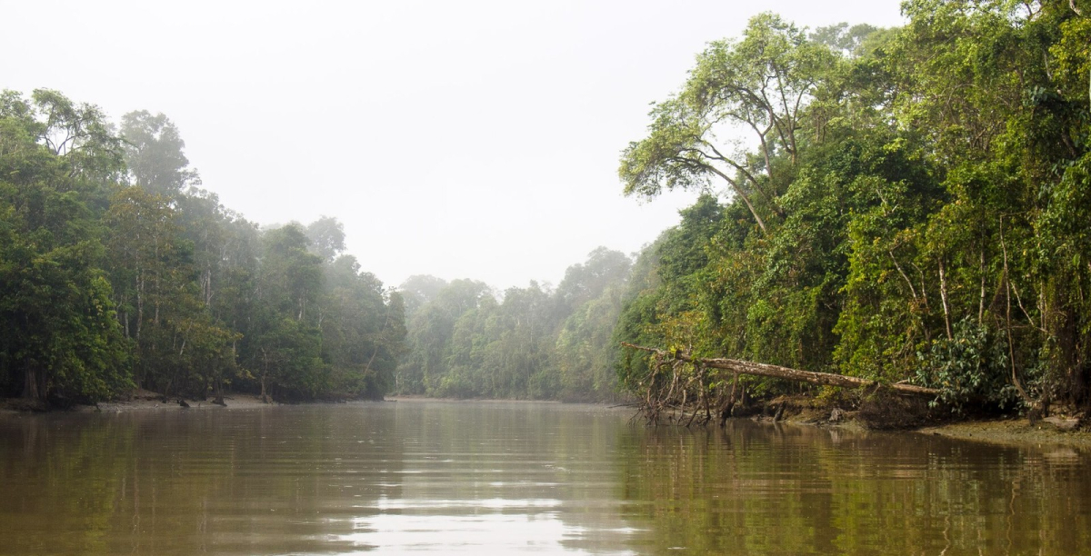 Forest along the Kinabatangan River. Forest along the Kinabatangan River.