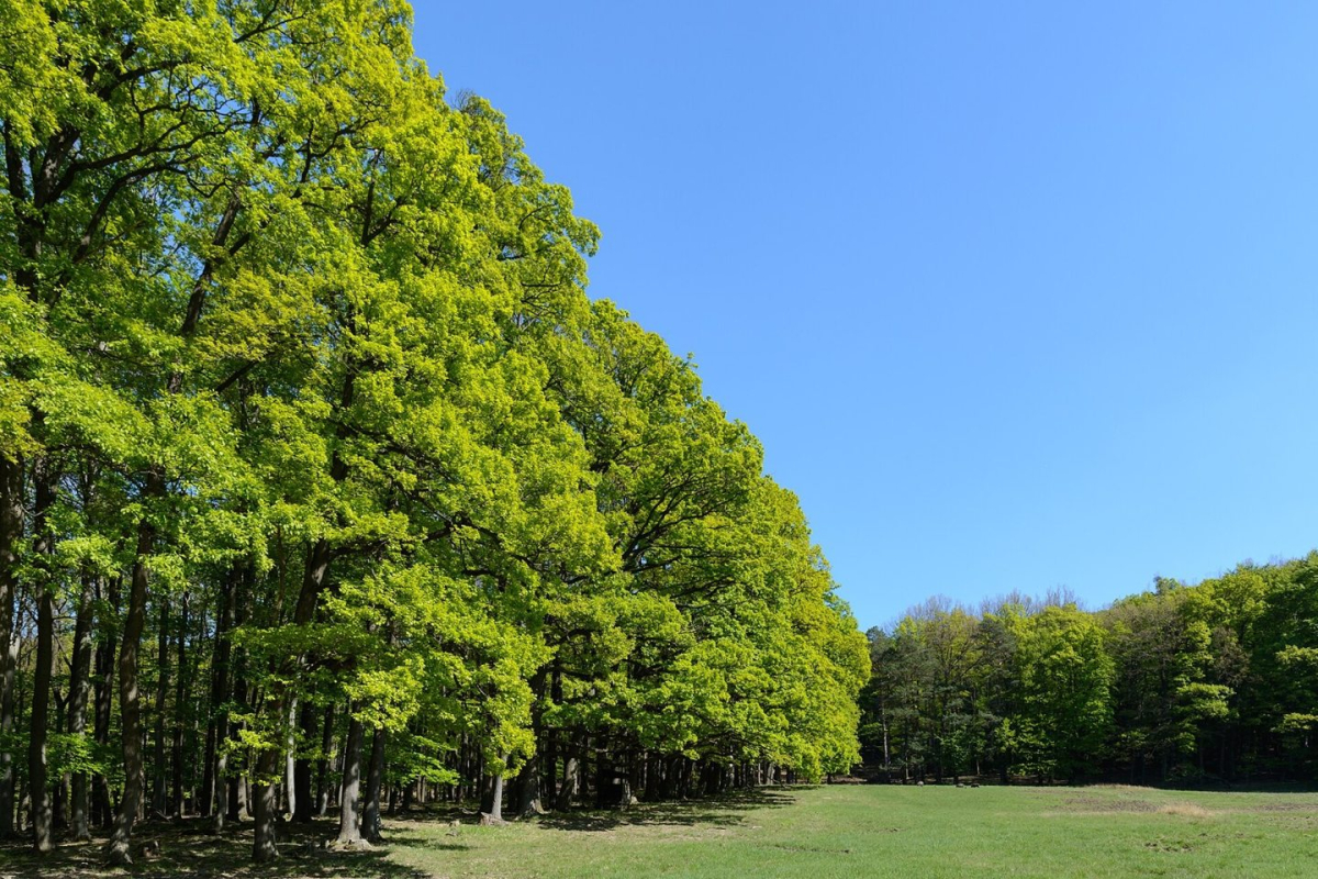 Green space at Lainzer Tiergarten in Vienna