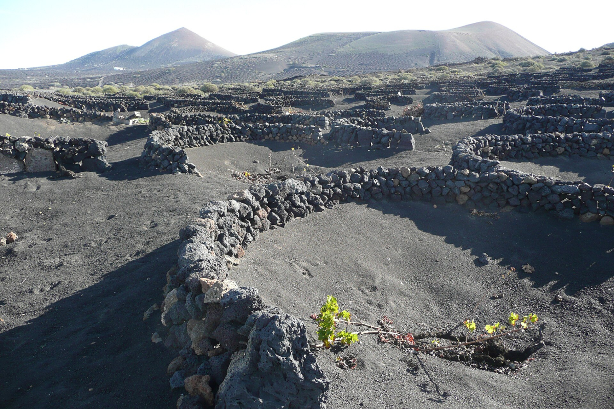 Vines and stone enclosures in La Geria on Lanzarote Vines and stone enclosures in La Geria on Lanzarote