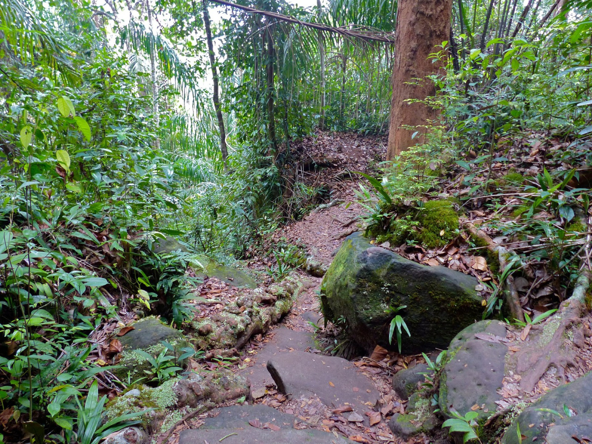 Roots and forest terrain on Bako’s Lintang Trail in a historical photograph. Confirm current trail access. Roots and forest terrain on Bako’s Lintang Trail in a historical photograph. Confirm current trail access.